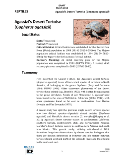 Gopherus agassizii