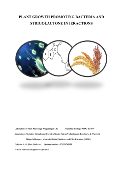 plant growth promoting bacteria and strigolactone interactions