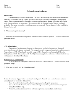 Cell Respiration Packet