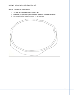 Activity 4 Analysis KEY