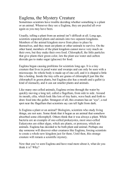 Euglena