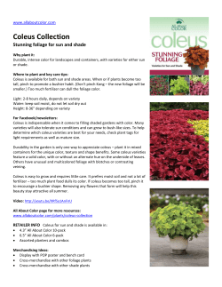 2016 Coleus Collection Hot Sheet