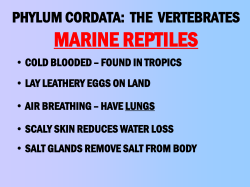 PHYLUM CORDATA: THE VERTEBRATES
