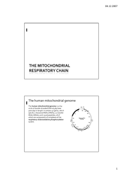 THE MITOCHONDRIAL RESPIRATORY CHAIN