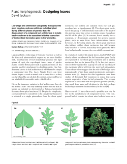 Plant morphogenesis: Designing leaves