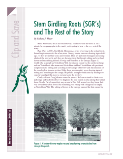Stem Girdling Roots