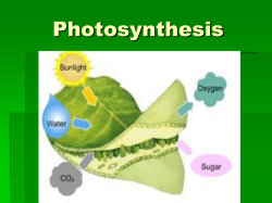 Photosynthesis