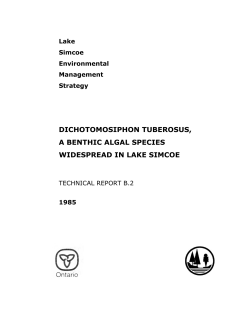 Dichotomosiphon tuberosus, a Benthic Algal Species Widespread in