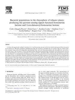 Bacterial populations in the rhizosphere of tobacco plants producing