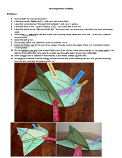 Photosynthesis Foldable Directions: Cut out both leaves and all