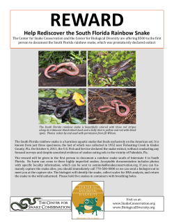 REWARD Help Rediscover the South Florida Rainbow Snake