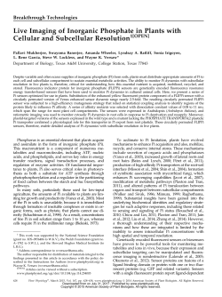 Live Imaging of Inorganic Phosphate in Plants
