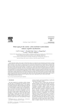 Brain aging in the canine: a diet enriched in antioxidants