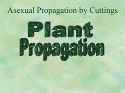 Propagation by Cuttings