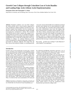 Growth Cone Collapse through Coincident Loss of Actin Bundles