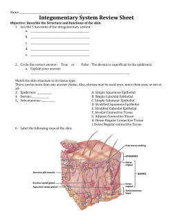 Integumentary System Review Sheet