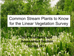 Common Stream Plants to Know for the Linear Vegetation Survey