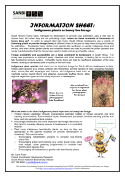 Indigenous plants as honey bee forage