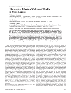 Histological Effects of Calcium Chloride in Stored Apples