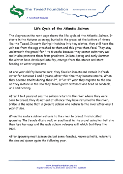 Life Cycle of the Atlantic Salmon