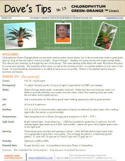 Chlorophytum Green-Orange