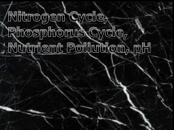 Nitrogen cycle - schmitzhappens13-14