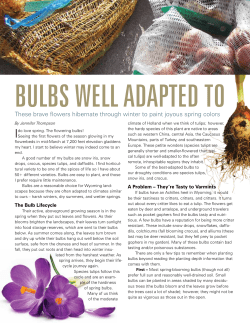Bulbs well-adapted to our inhospitable climate