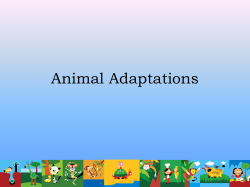 Adaptations and interactions between organisms