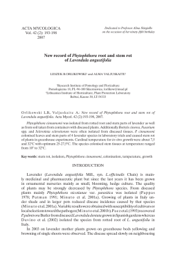 New record of Phytophthora root and stem rot of Lavendula