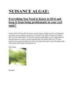Animals that will eat bubble algae