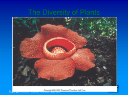 Ch 21 Plants