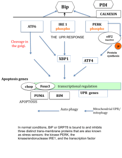 good description of the 3 paths of ER stress