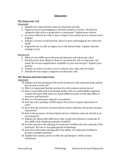 Eukaryotes The Eukaryotic Cell Classwork Identify two
