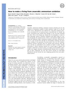 How to make a living from anaerobic ammonium oxidation