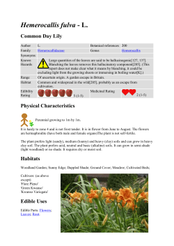 Hemerocallis fulva - L