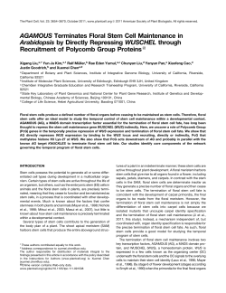 AGAMOUS Terminates Floral Stem Cell Maintenance in