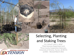Planting and Staking for Successful Tree Establishment