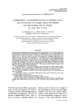 Commitment to differentiation in Friend cells and initiation of globin