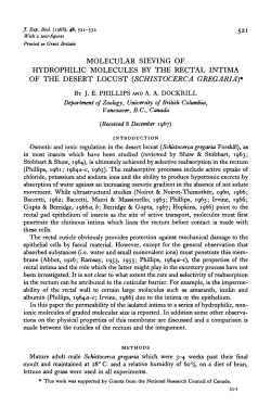molecular sieving of hydrophilic molecules by the rectal intima of the