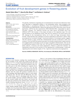 Evolution of fruit development genes in flowering plants
