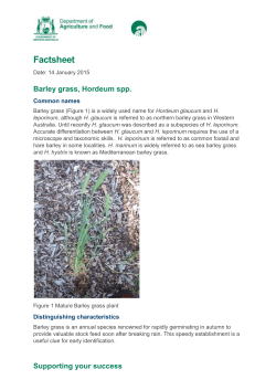 Barley grass, Hordeum spp. - Department of Agriculture and Food