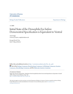 Initial State of the Drosophila Eye before Dorsoventral Specification