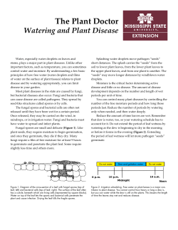 The Plant Doctor - Watering and Plant Disease
