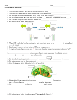 Photosynthesis review worksheet