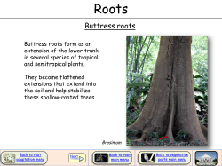 Buttress roots