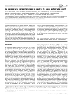 An extracellular transglutaminase is required for apple pollen tube