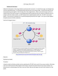 Cell Energy: What is ATP? Background Information Adenosine