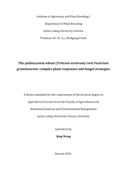 The pathosystem wheat (Triticum aestivum) root