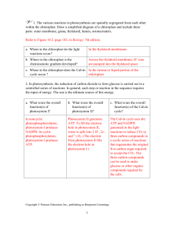 Activity 10.2 How Do C 3 , C 4 , and CAM Photosynthesis Compare?
