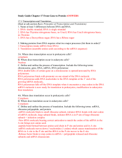 Study Guide Chapter 17 From Gene to Protein